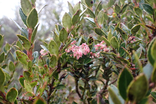 Vaccinium floribundum