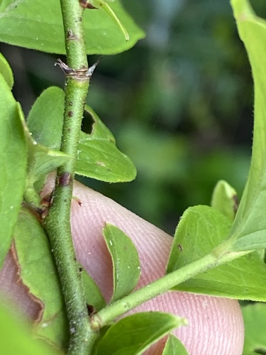 Vaccinium formosum (Swamp highbush blueberry) — photo