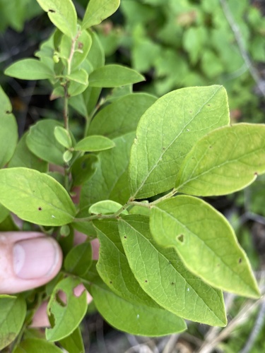 Vaccinium formosum (Swamp highbush blueberry) — photo