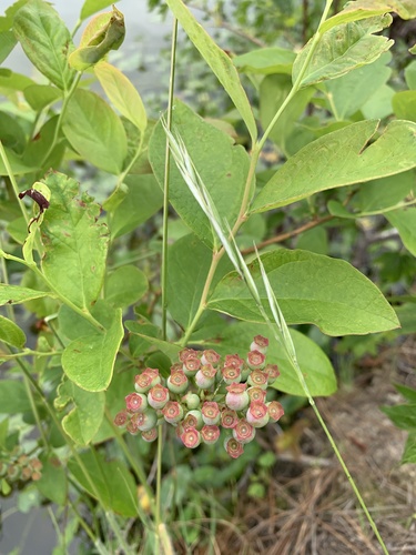 Vaccinium formosum