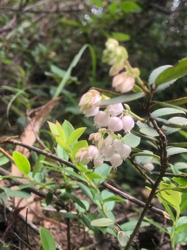 Vaccinium fragile — photo
