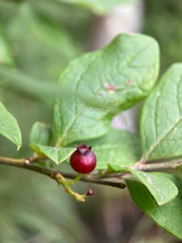 Vaccinium fuscatum (Black highbush blueberry) — photo