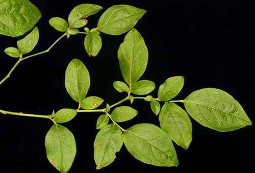 Vaccinium fuscatum