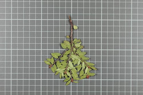 Vaccinium geminiflorum — photo