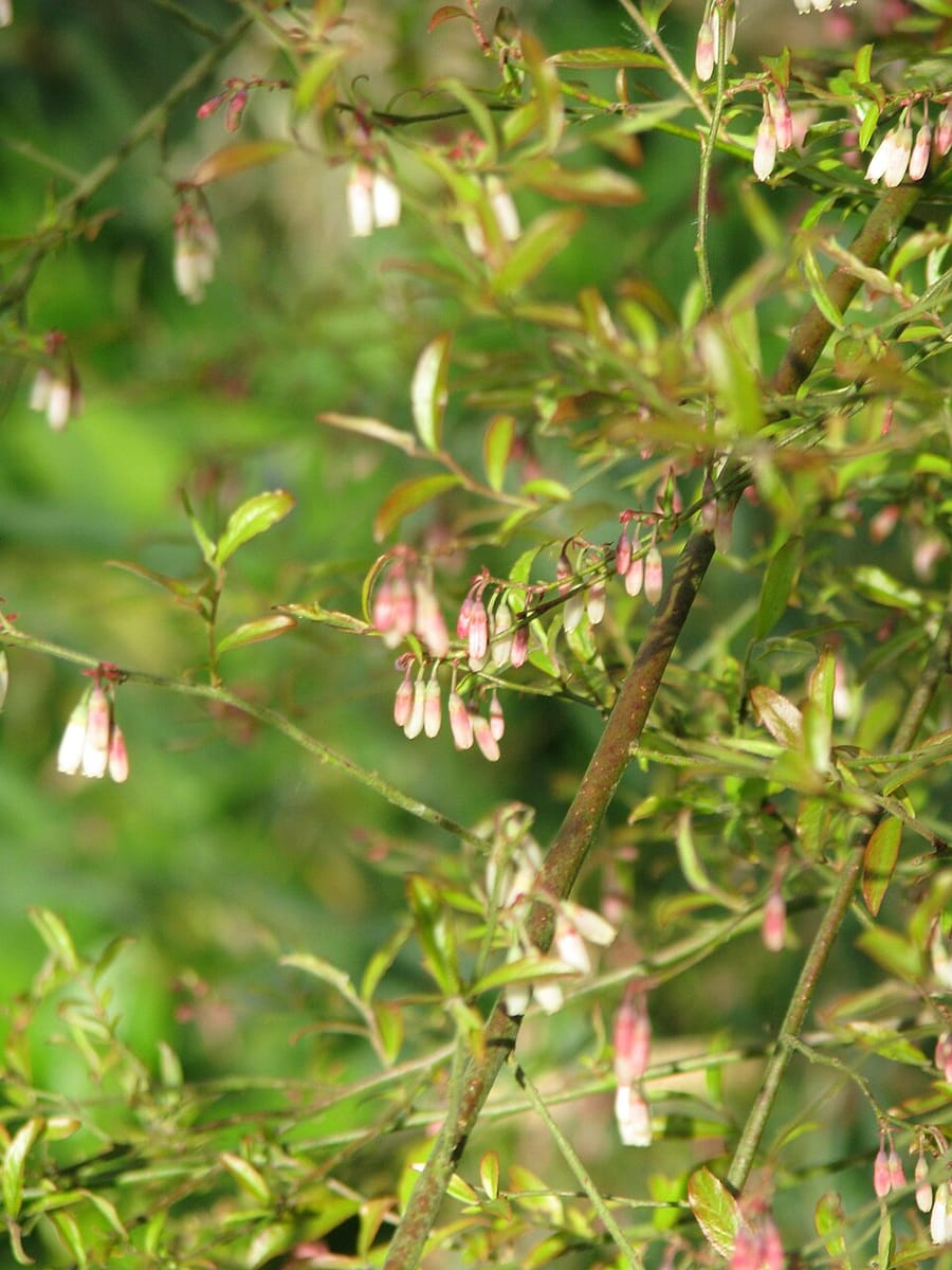 Vaccinium griffithianum — photo