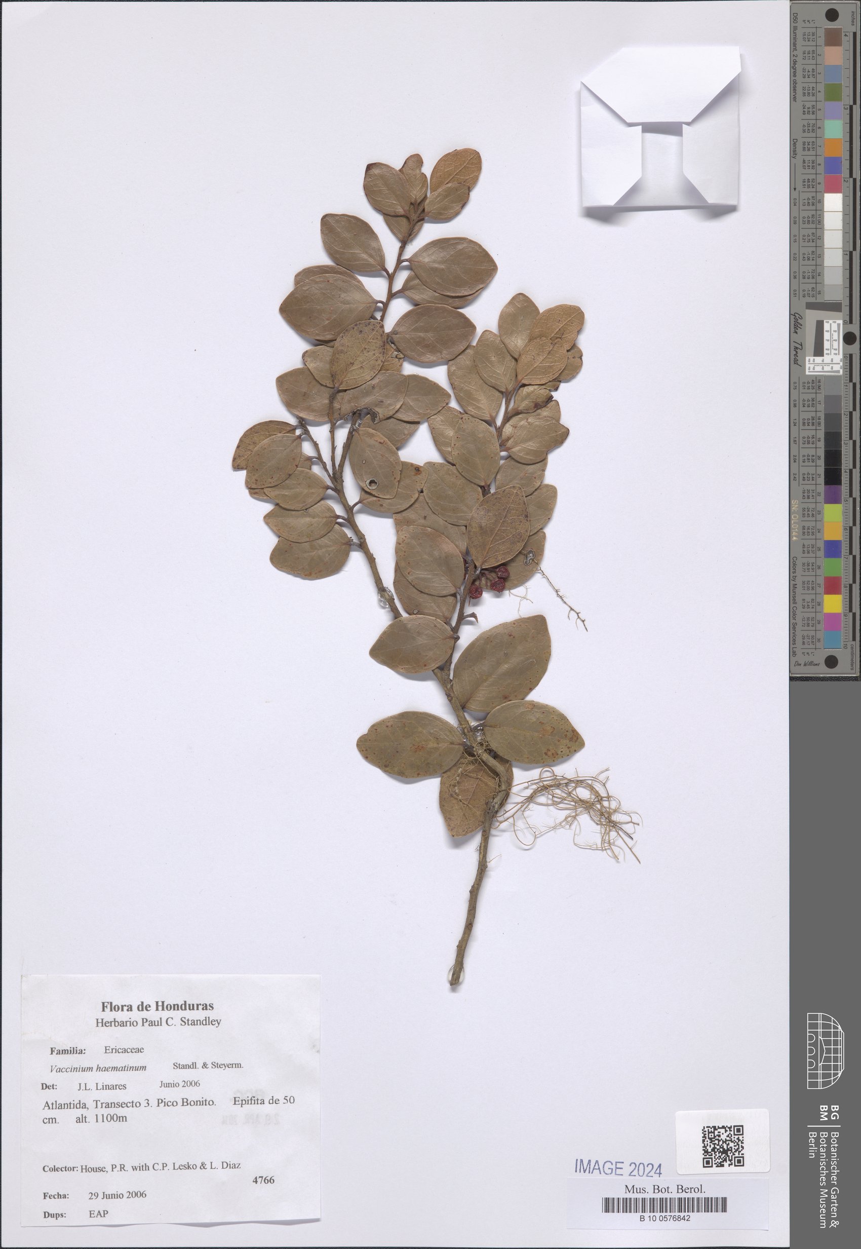 Vaccinium haematinum