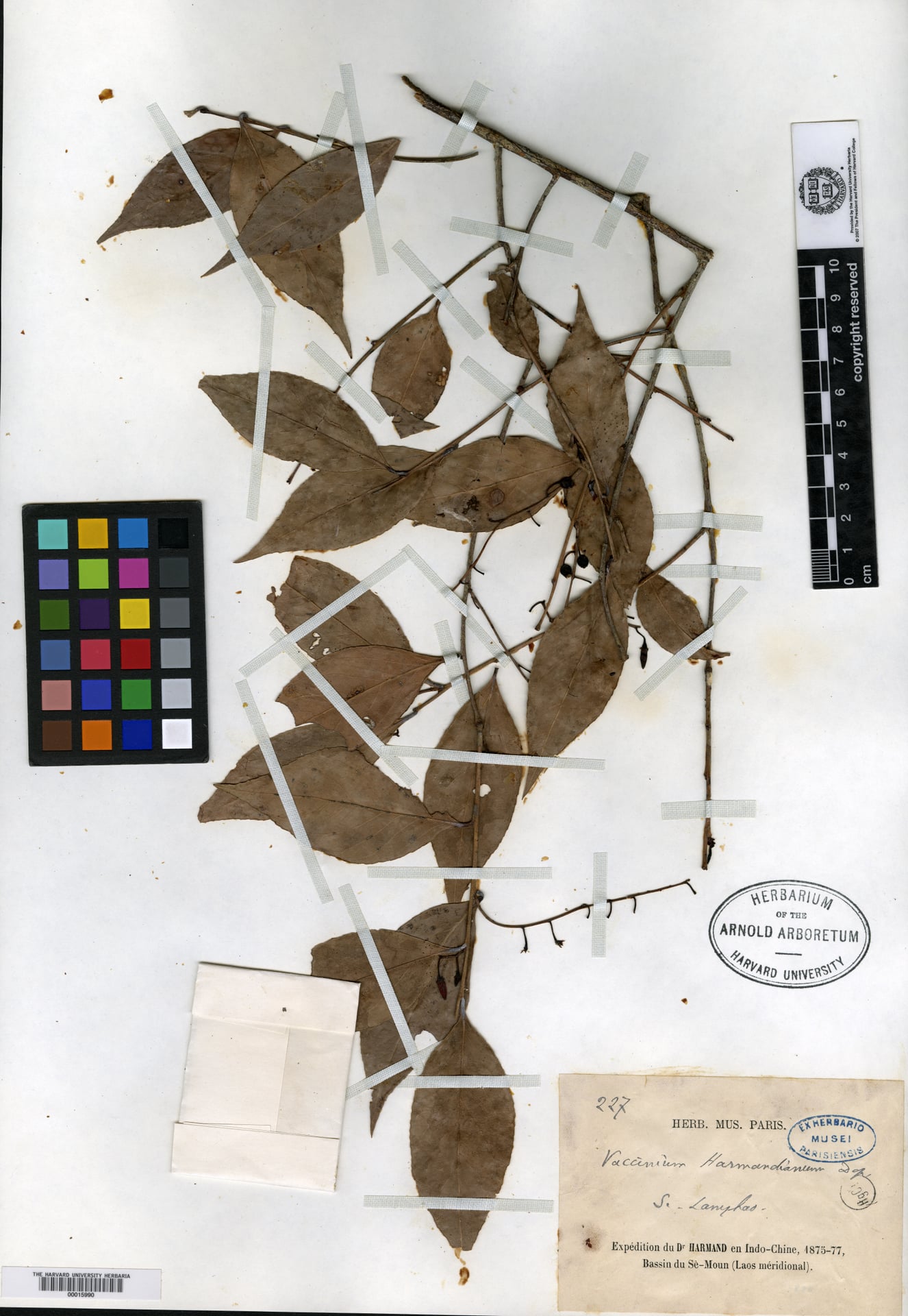 Vaccinium harmandianum — photo