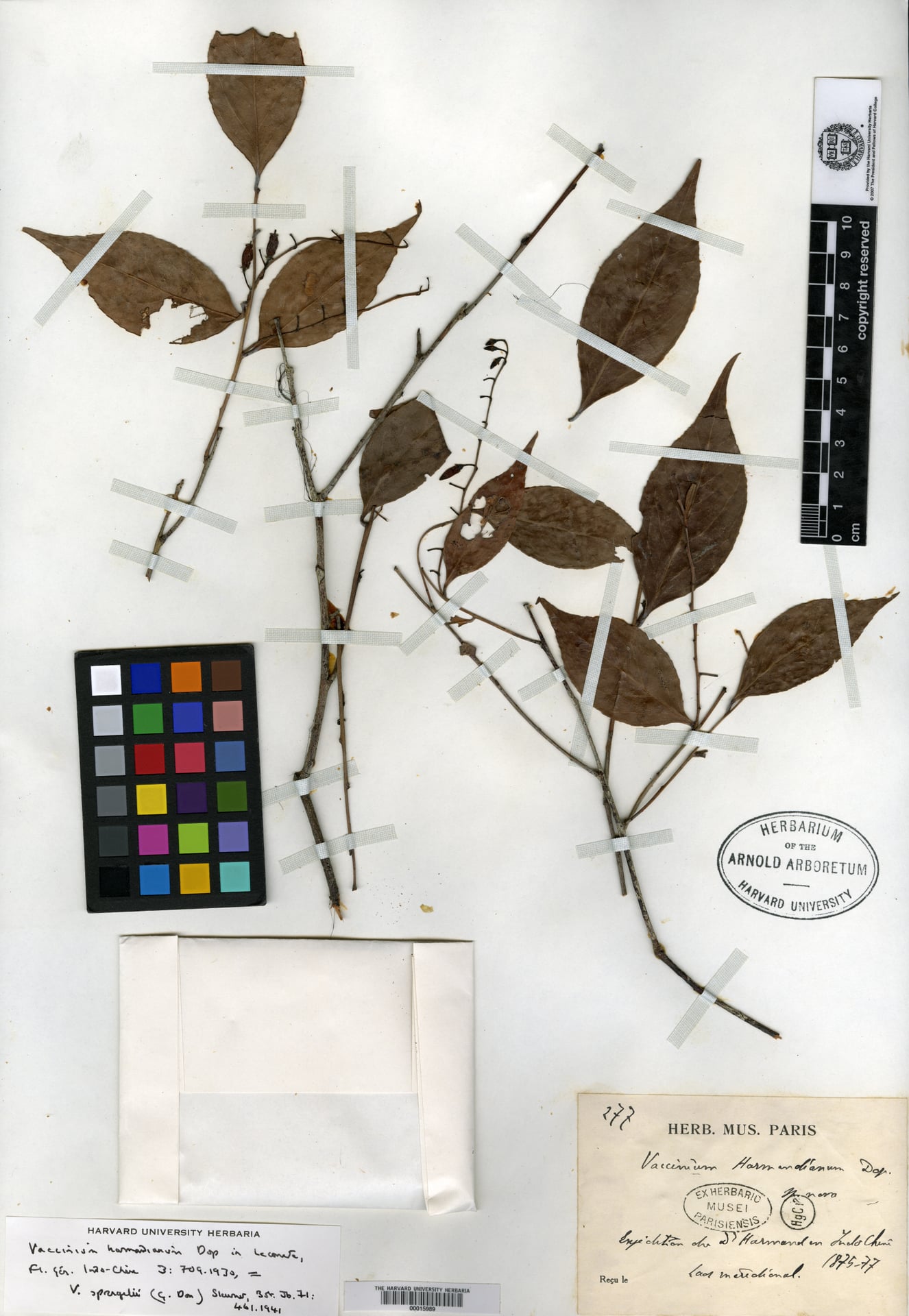 Vaccinium harmandianum