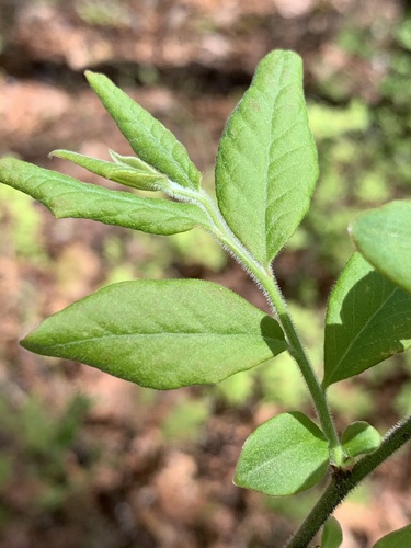 Vaccinium hirsutum (Hairy huckleberry) — photo