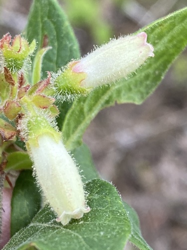 Vaccinium hirsutum (Hairy huckleberry) — photo
