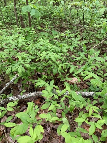 Vaccinium hirsutum