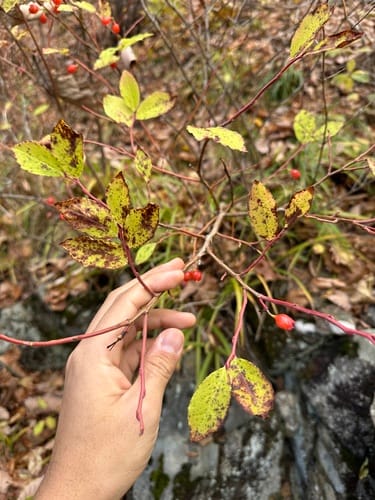 Vaccinium hirtum — photo