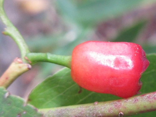 Vaccinium hirtum