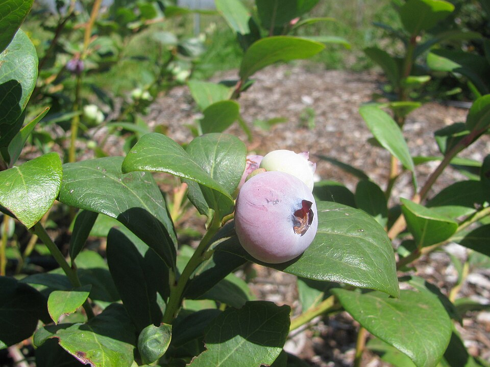 Vaccinium hybridum — photo