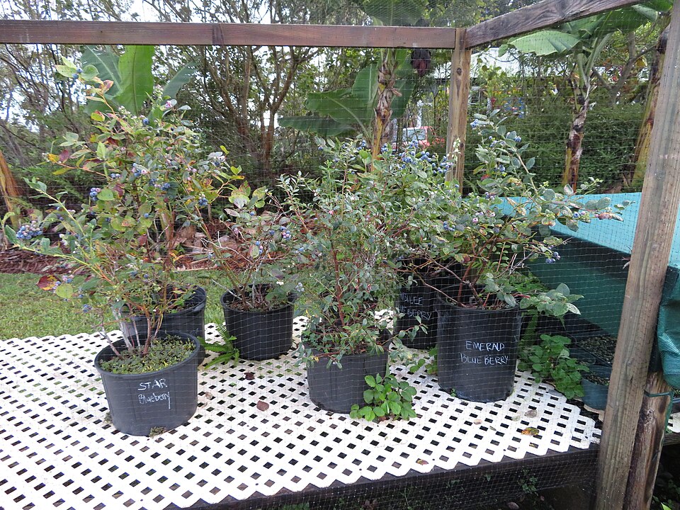 Vaccinium hybridum