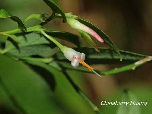 Vaccinium japonicum — photo