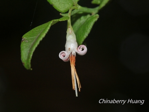 Vaccinium japonicum