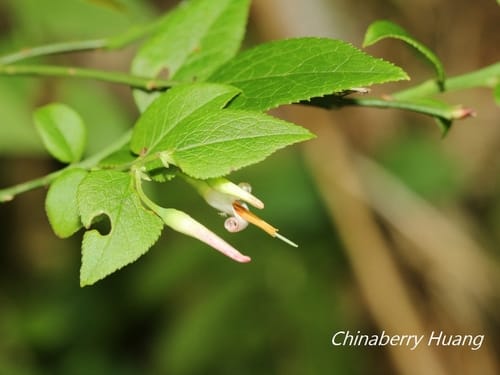 Vaccinium japonicum — photo