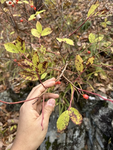 Vaccinium koreanum — photo