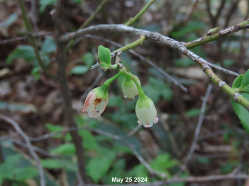 Vaccinium koreanum — photo