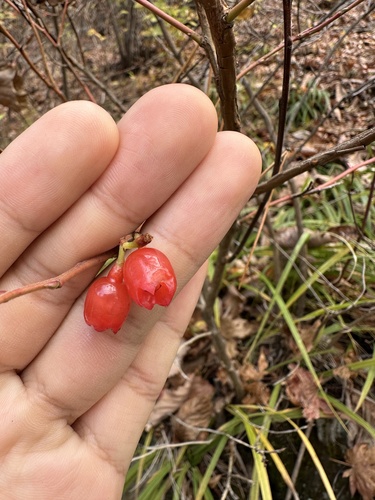 Vaccinium koreanum
