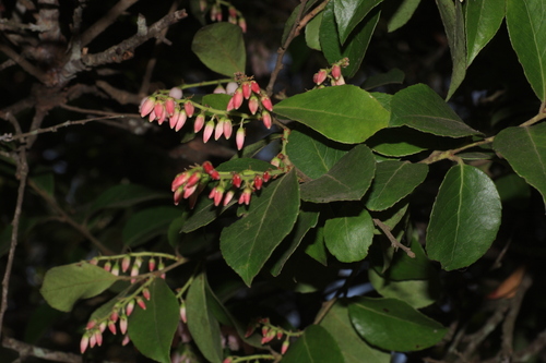 Vaccinium leschenaultii (Indian cranberry) — photo