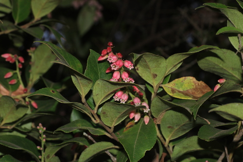 Vaccinium leschenaultii (Indian cranberry) — photo