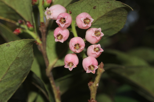 Vaccinium leschenaultii