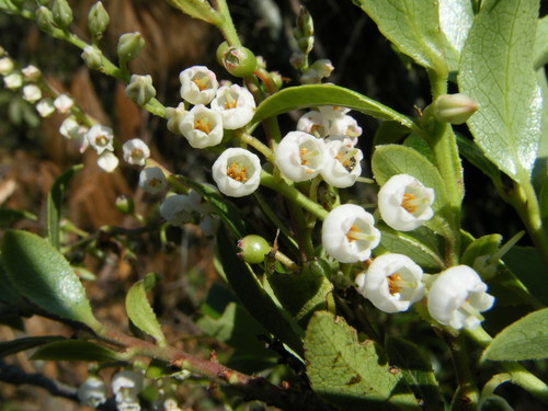 Vaccinium leucanthum (Mexican blueberry) — photo