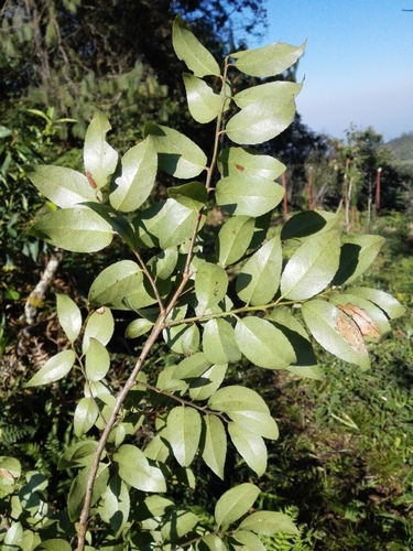 Vaccinium leucanthum (Mexican blueberry) — photo