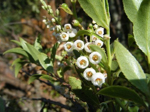Vaccinium leucanthum