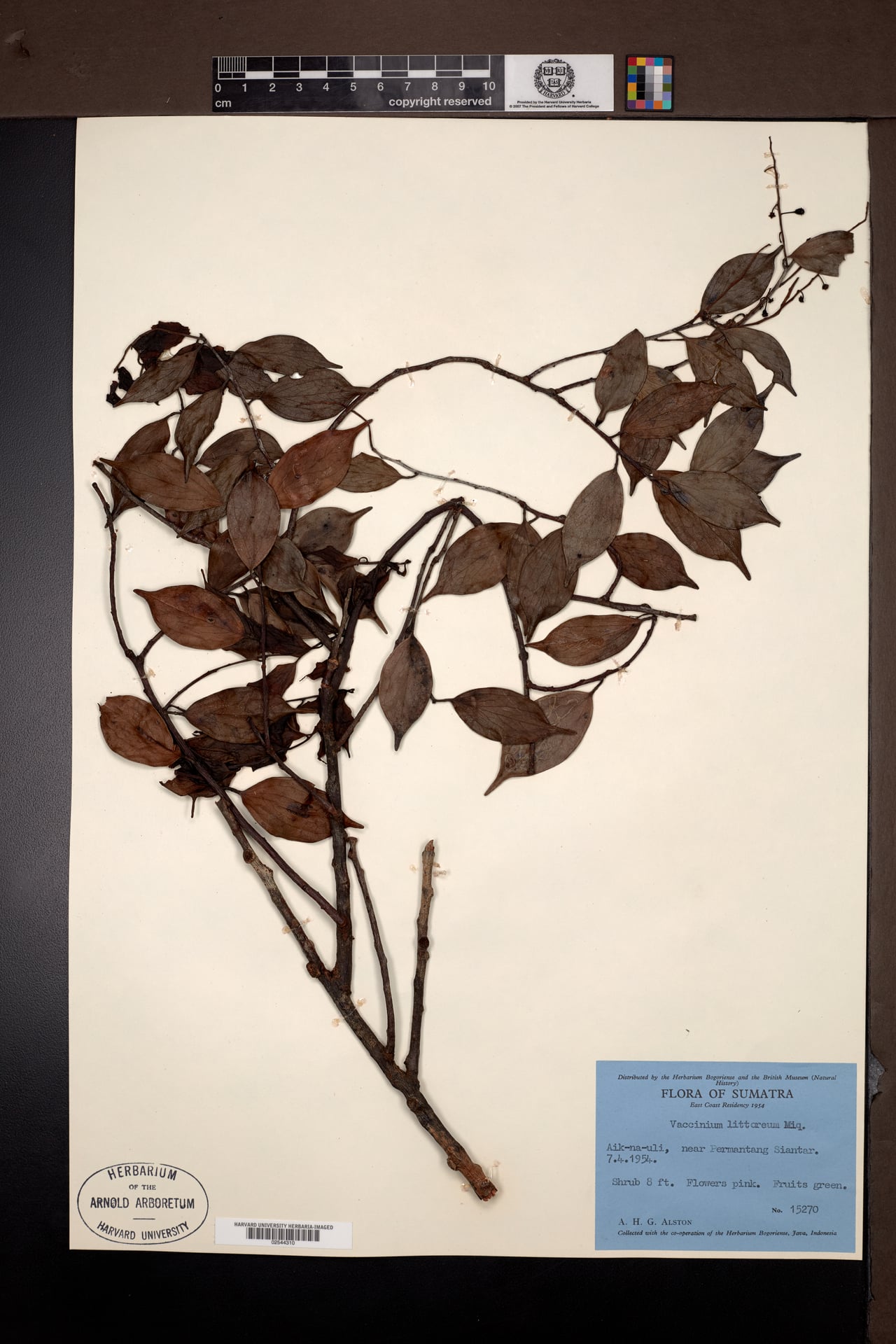 Vaccinium littorale — photo