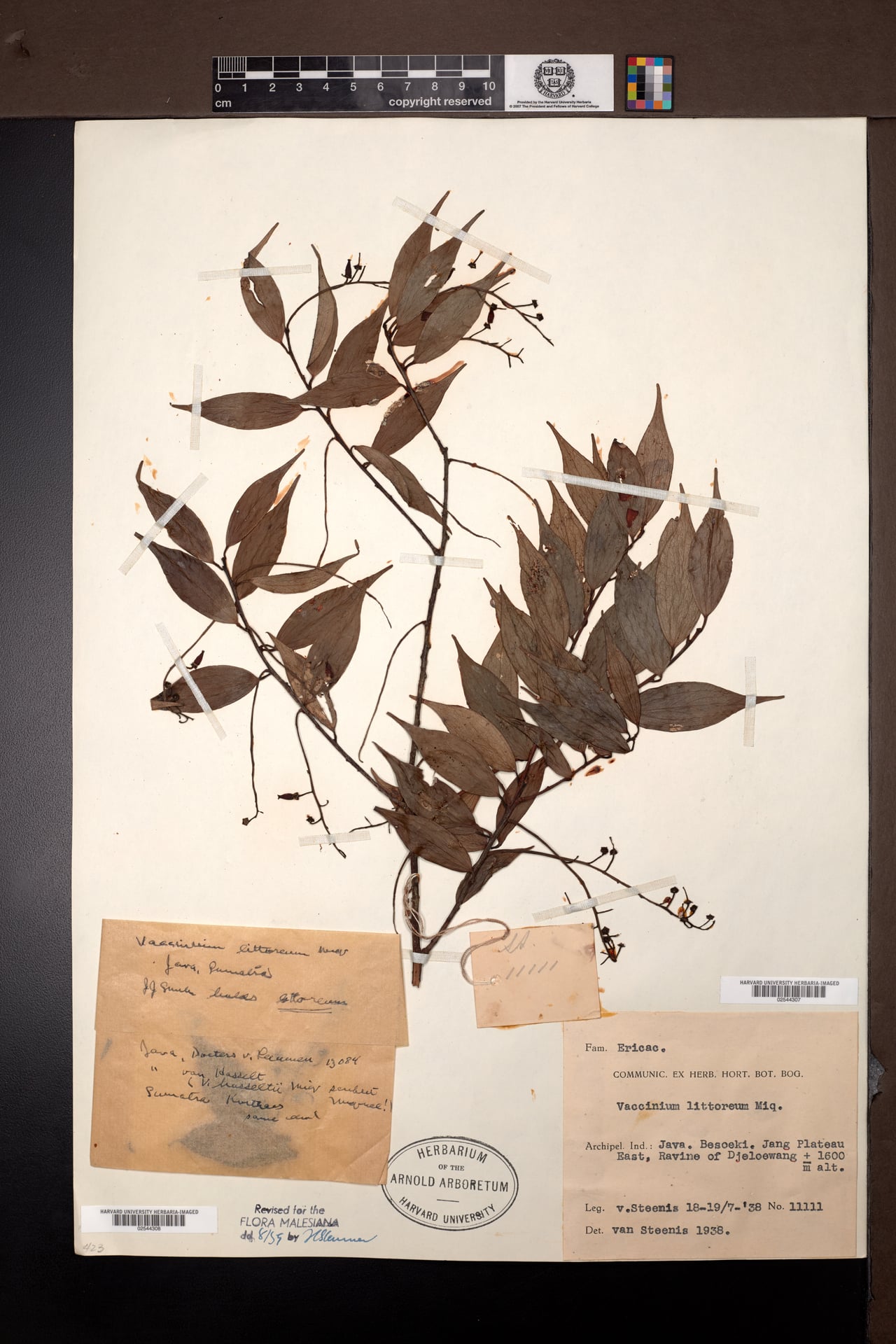Vaccinium littoreum (Padang) — photo
