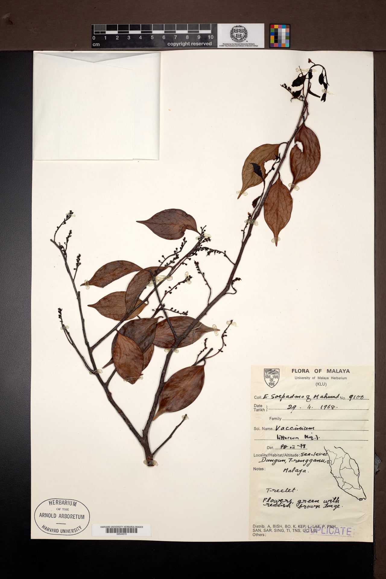 Vaccinium littoreum (Padang) — photo