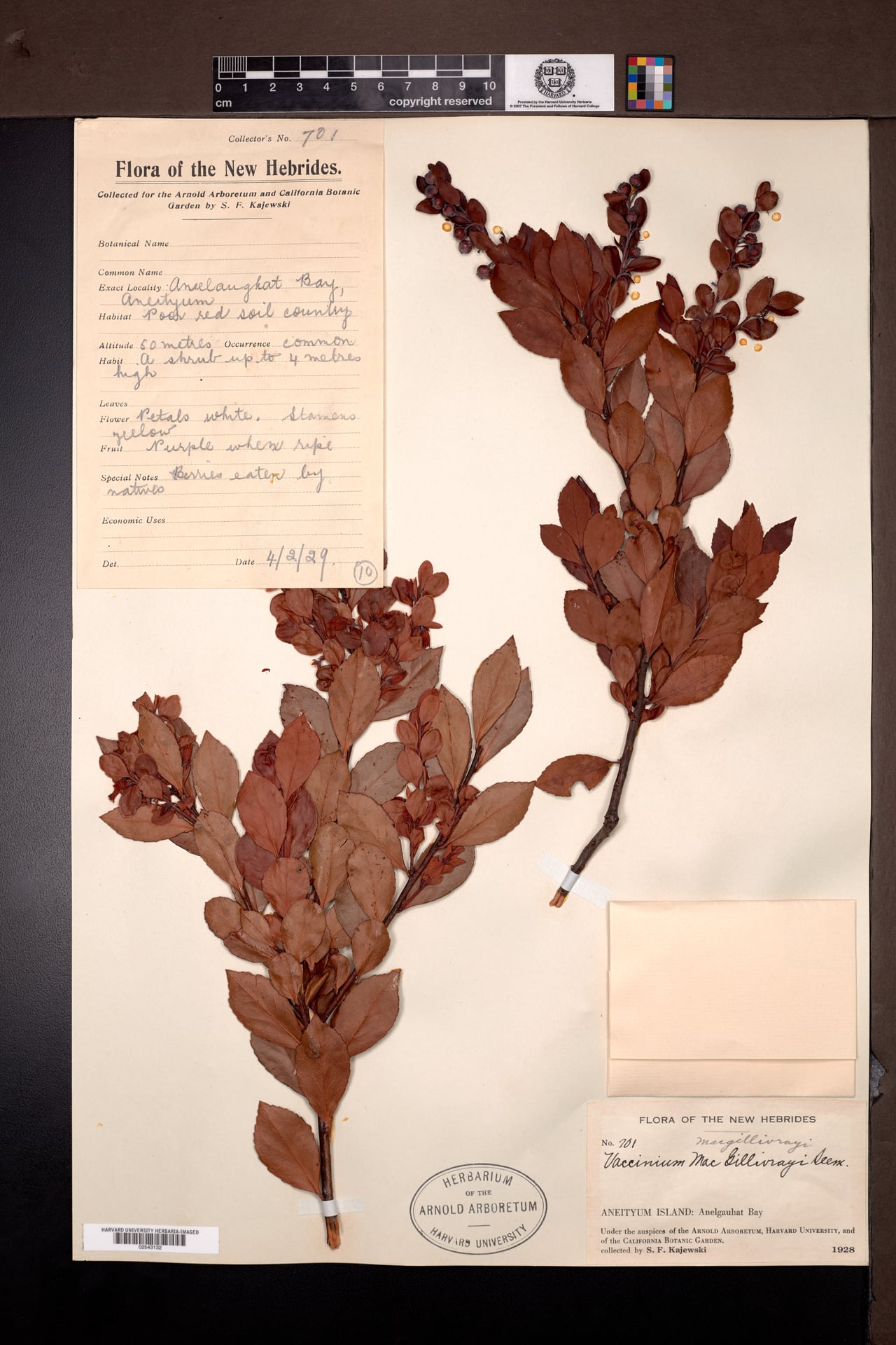 Vaccinium macgillivrayi — photo