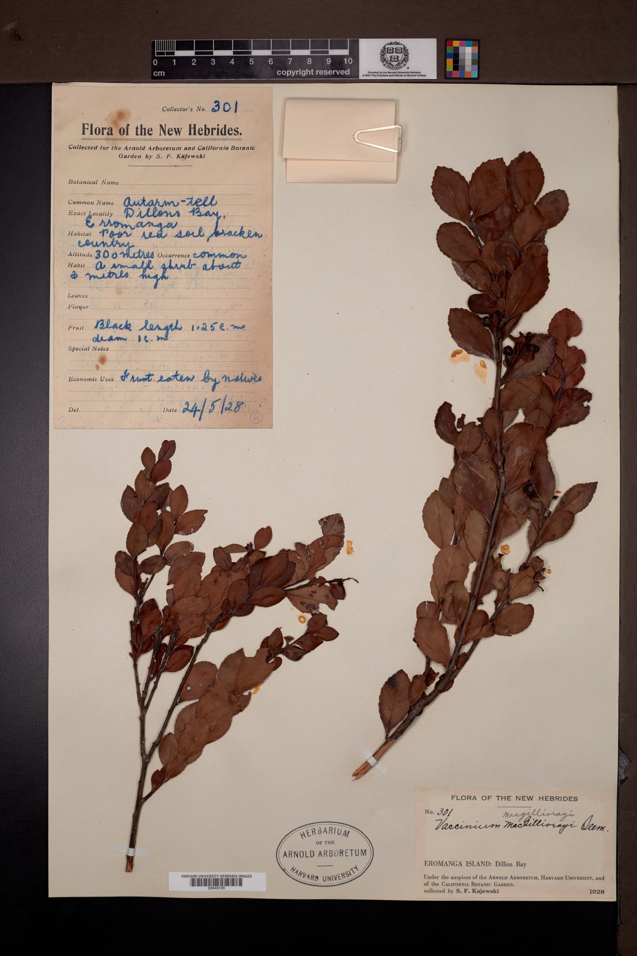 Vaccinium macgillivrayi