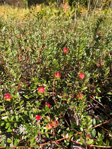 Vaccinium macrocarpon (American cranberry) — photo