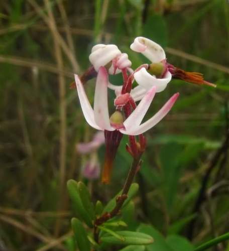 Vaccinium macrocarpon (American cranberry) — photo
