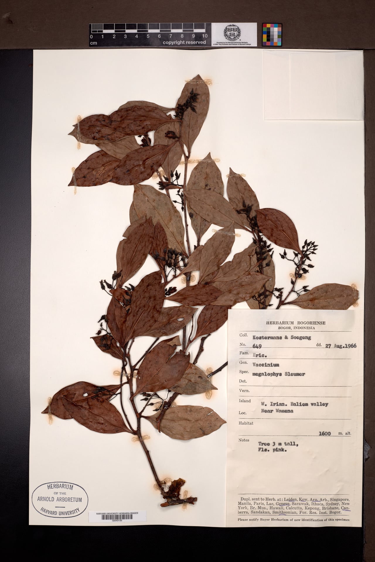Vaccinium megalophyes — photo