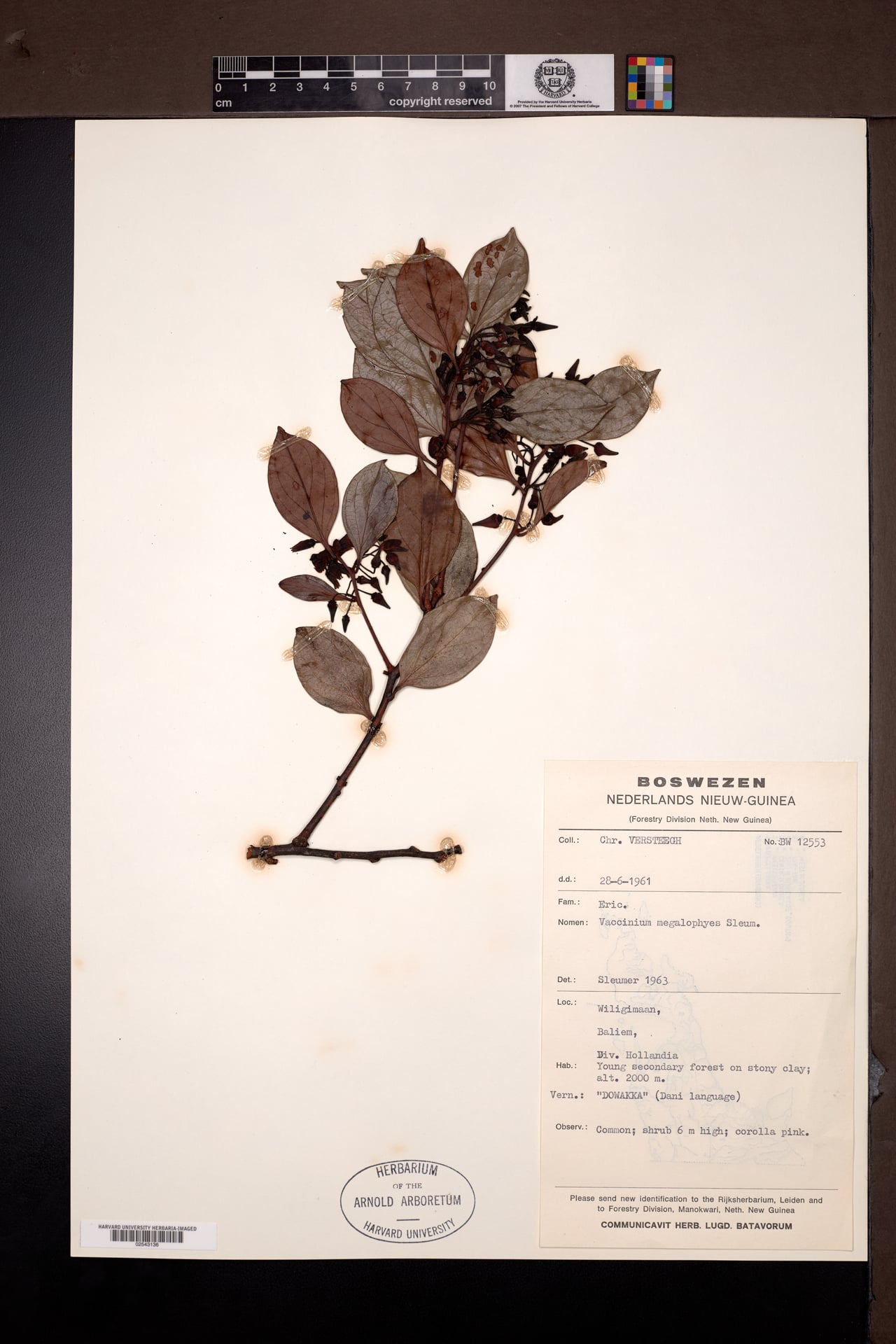 Vaccinium megalophyes — photo