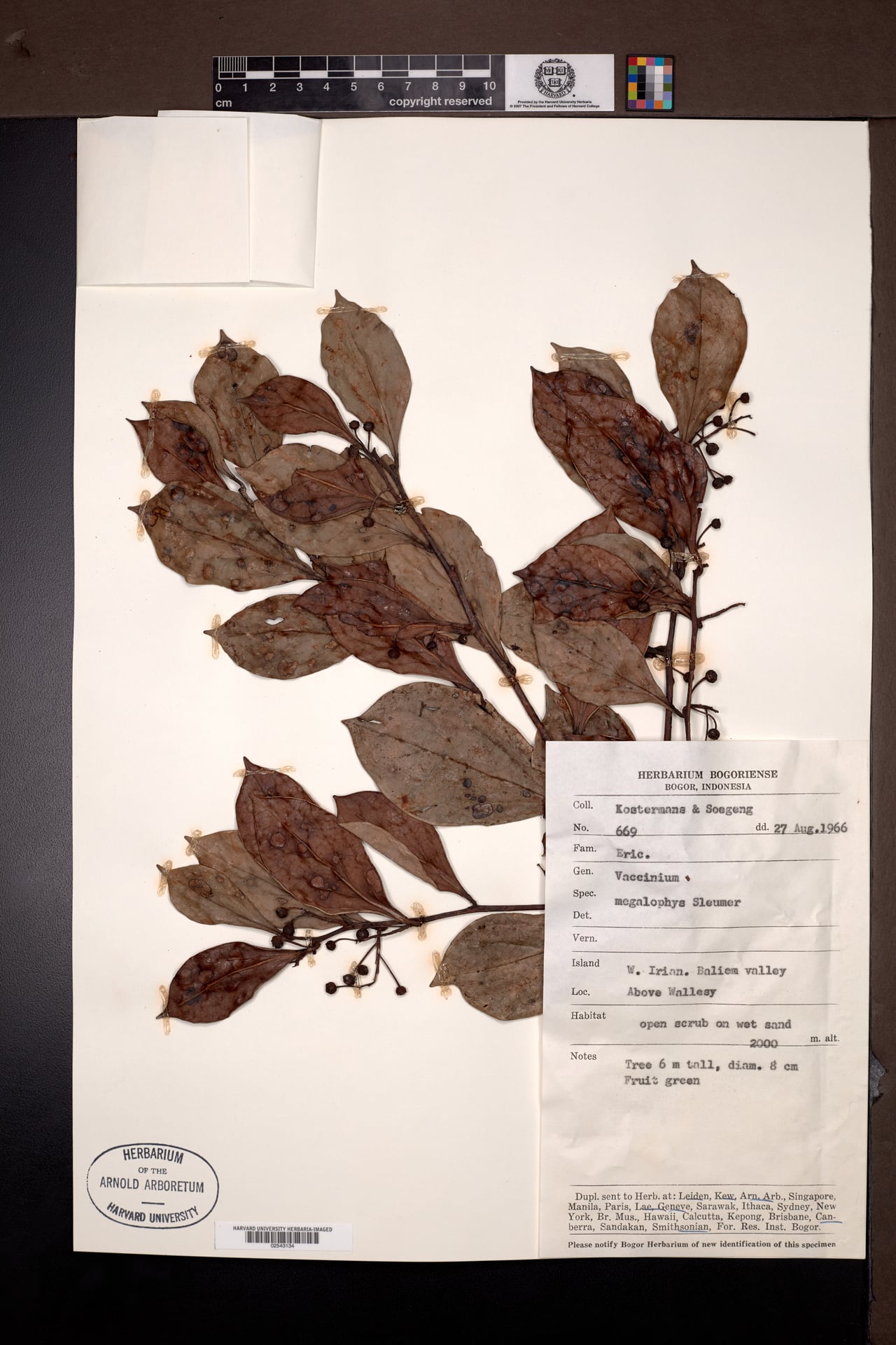 Vaccinium megalophyes