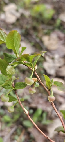 Vaccinium membranaceum (Blue huckleberry) — photo