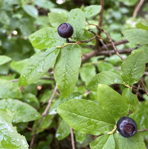 Vaccinium membranaceum (Blue huckleberry) — photo