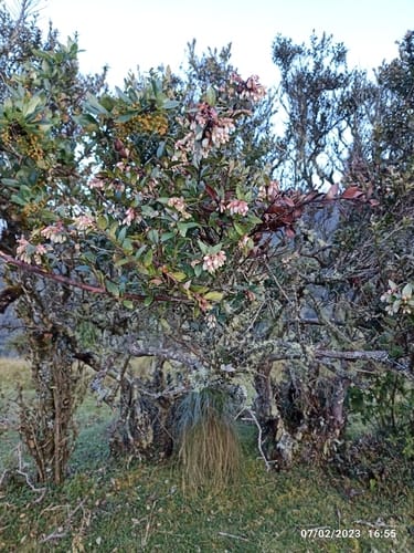 Vaccinium meridionale (Jamaica bilberry) — photo