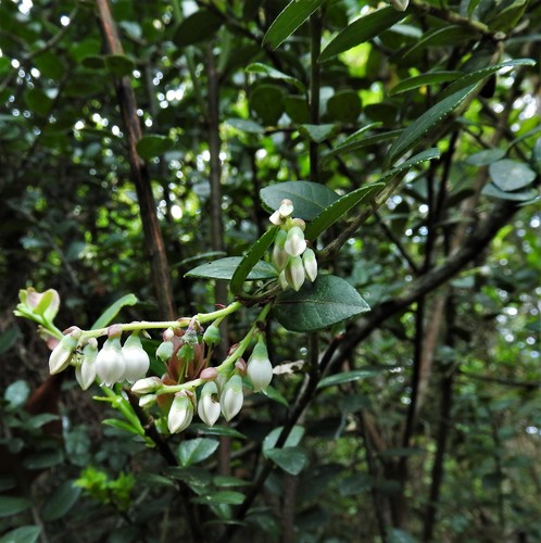 Vaccinium meridionale