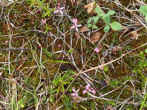 Vaccinium microcarpum (Small cranberry) — photo