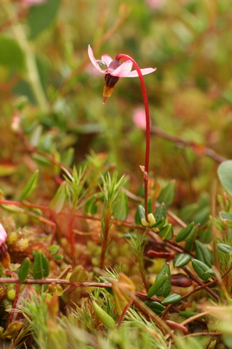 Vaccinium microcarpum