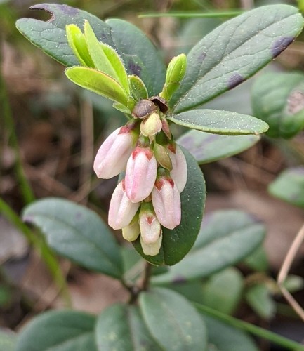 Vaccinium minus