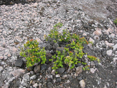 Vaccinium miquelii (Pandjang umur) — photo