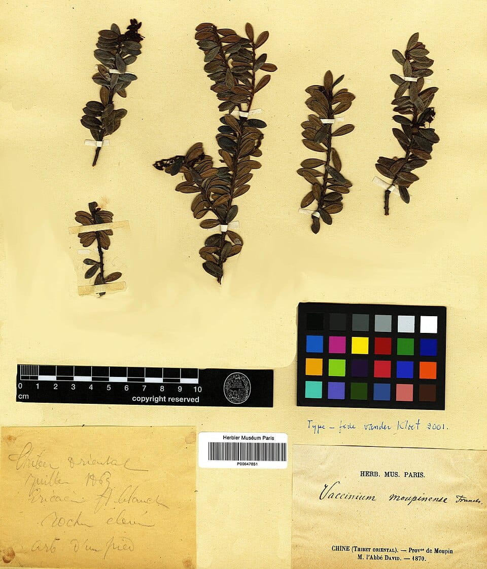 Vaccinium moupinense — photo